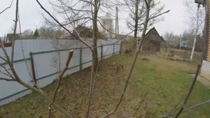 Как привить яблоню в расщеп