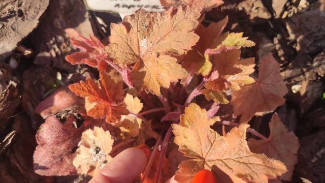 Гейхерелла сорт Redstone Falls весной смотреть онлайн