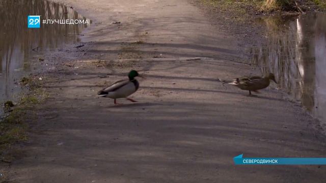 19 05 2020 Комфортная среда Северодвинск смотреть онлайн