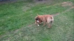 "PlayTime"Puppy Pitbull Vs Hooch the Rolly dog.