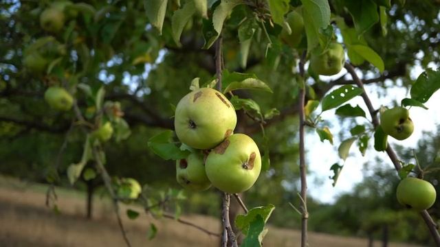 sony alpha a6300 4k video test смотреть онлайн