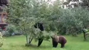 Как приручить медведя, или медведь зашёл в гости.