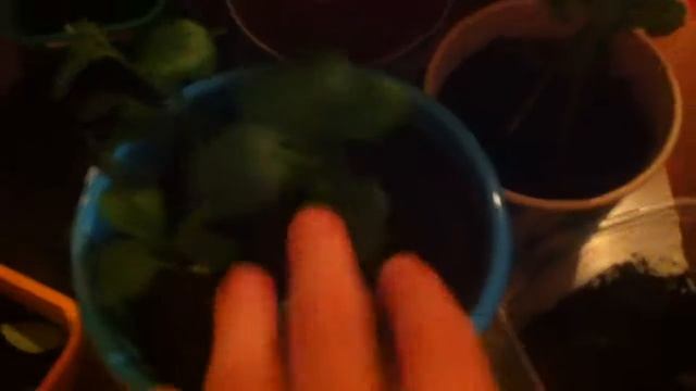 уход за апельсином смотреть онлайн