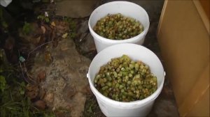 Когда сбор орехов лещины на усадьбе в заброшенной деревне Закатово.