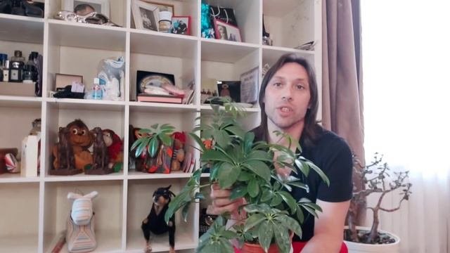 Красивое кашпо из трех сортов Шеффлера