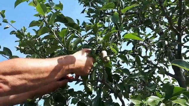 Осветляющая летняя обрезка плодовых деревьев на примере груши