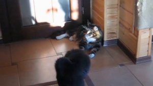 Монгольская овчарка-банхар. Питомник "Монголдог". Дракоша знакомится с Кразом.