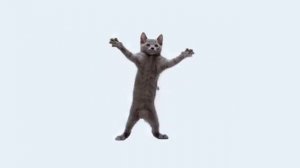 весёлые котик танцует ( 1 час)