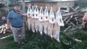Гисарски баран