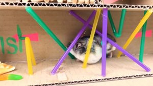 Пятиуровневый лабиринт для смешного хомяка Васи