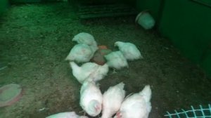 Бройлер кобб 500. Содержание в теплице.