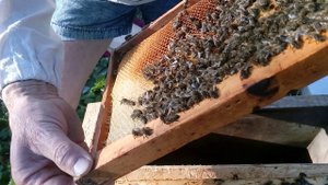 Сегодня на пасеке, 10 апреля 2018г. Исправление семьи трутовки.