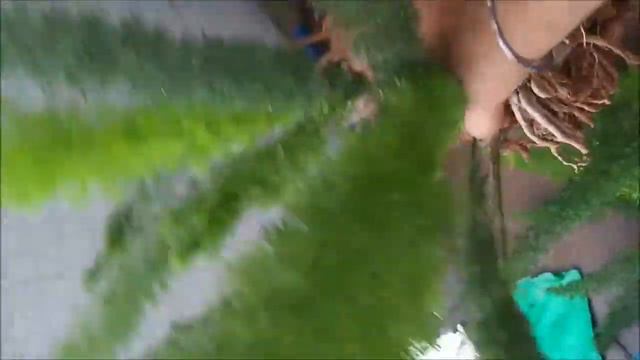 promogation of foxtail fern смотреть онлайн