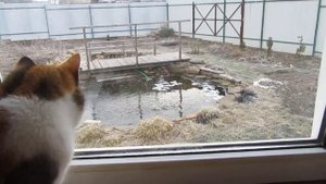 Пруд 5 апреля. Когда надо чистить биоплато?
