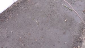 Цветные, брокколи, кольраби и другие капусты в грунте взошли через неделю.