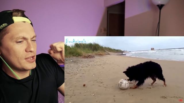 ПРИКОЛЫ С ЖИВОТНЫМИ, приколы с собаками подборка FUN WITH ANIMALS, funny dogs compilation смотреть онлайн