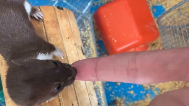 Ласка облизывает пальцы смотреть онлайн