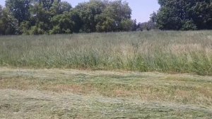 Котсим сено тимофеевка