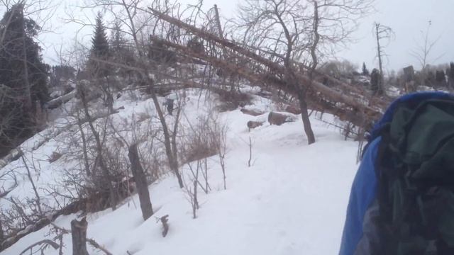 Под навесом сломанных деревьев