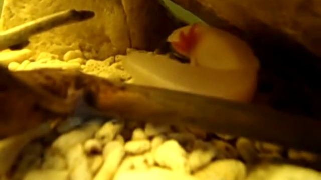 Ambystoma mexicanum eat clown knife ;aksolot;мексиканска амбистома; смотреть онлайн