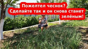 Почему чеснок желтеет и как с этим бороться