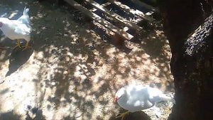 Мясные мини куры В66, описание породы. Плюсы и минусы. Взвешивание мини-мясных. Мини куры купить