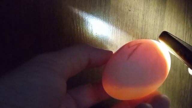 Гусята выходят в воздушную камеру, вот вот наклевы в яйцах. Какие зародыши в утиных яйцах 12 день смотреть онлайн