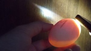 Гусята выходят в воздушную камеру,  вот вот наклевы в яйцах. Какие зародыши в утиных яйцах 12 день