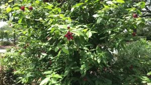 Learn to Grow: Carolina Allspice