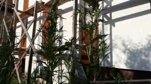 Комбинированный фасад, штукатурка, планкен, искусственный камень, система Ceresit