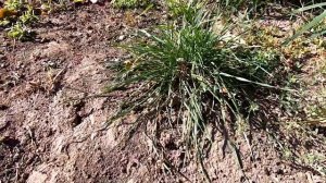 НАПАД ПЧЁЛ В СЕНТЯБРЕ И НА СКОЛЬКО ОТКРЫТЫ ЛЕТКИ НА УЛИКАХ! КОГДА ОБРАБАТЫВАТЬ ПЧЁЛ ОТ КЛЕЩА И КАК!