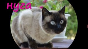 СЛАДКИЕ #клички  имена для кошек и котов Как назвать котенка Клички для котов и кошек