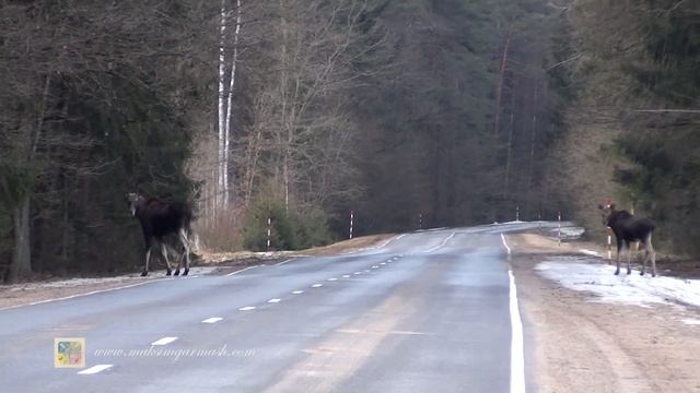 Летайте медленней! На дорогах - ЛОСИ! смотреть онлайн