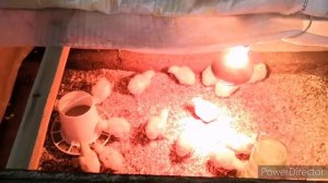 первый день весны. цыплята прибавили половину своего веса