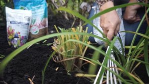 ЗИМОВКА ЛИЛЕЙНИКА ☘ КАК СОХРАНИТЬ ЛИЛЕЙНИК ЗИМОЙ