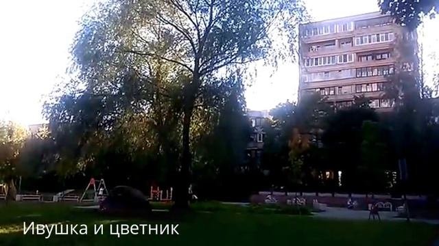 Ивушка плакучая...