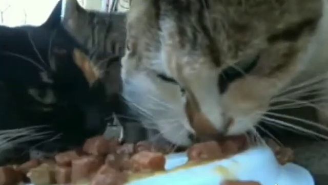 Единственные отметины, которые вы должны оставлять на животных ,это поцелуи..♡ смотреть онлайн