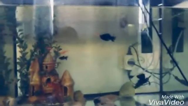 У нас появился аквариум смотреть онлайн