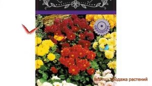 Георгина обыкновенный Фигаро Микс ? Фигаро Микс обзор: как сажать, семена георгины Фигаро Микс