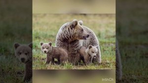 Автоматизация звука [Ж] в предложениях