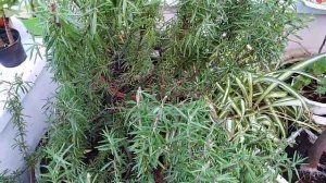 Лечебный розмарин. Выращивание и применение.