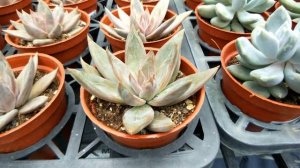 Echeveria affinis 'Grey Form' 多肉植物辨識 灰姑娘