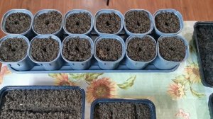 МИКРОЗЕЛЕНЬ ДОМА | ВЫРАЩИВАНИЕ МИКРОЗЕЛЕНИ | МИКРОЗЕЛЕНЬ С ЧЕГО НАЧАТЬ | ЭФФЕКТИВНОЕ ВЫРАЩИВАНИЕ