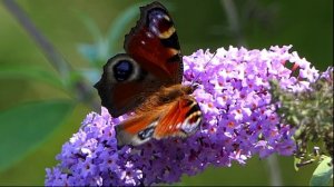 Давай запомним это лето /Ökologisch-Botanischer Garten Bayreuth/