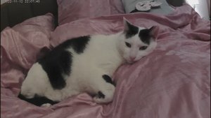 Котик Барсик