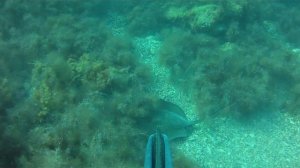 Подводная охота. Скат хвостокол