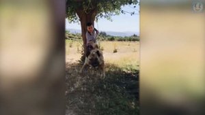 КАНГАЛ — Волкодав с Самым Сильным Укусом и Лидер Всех Собачьих Рейтингов!