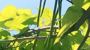 Дерево Катальпа. его называют Деревом счастья