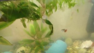 Улитка вылезла из аквариума, упала с высоты и пролежала 6 часов без воды, пытаюсь ей помочь.