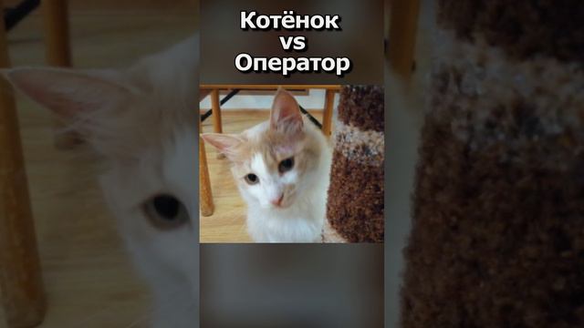 Котёнок напал на оператора